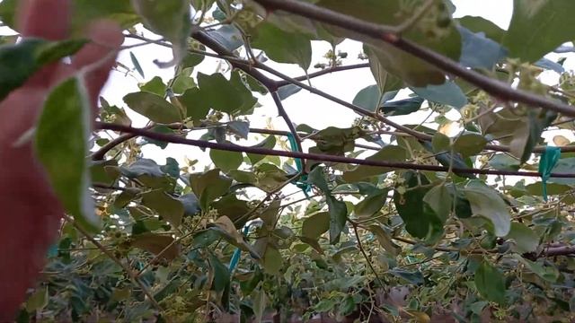 visit apple gardens in vietnam. phan rang city.ninh thuan province смотреть онлайн