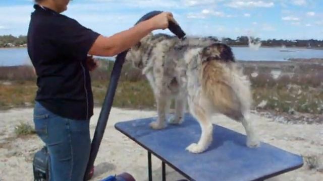 Sera blowing coat смотреть онлайн