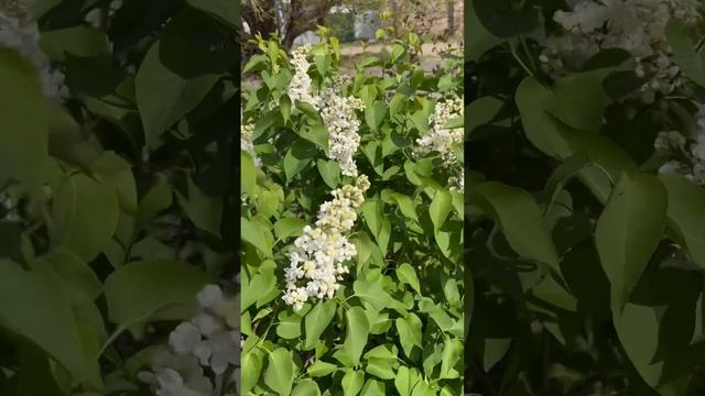 Сирень «Память о Колесникове» - белая сирень