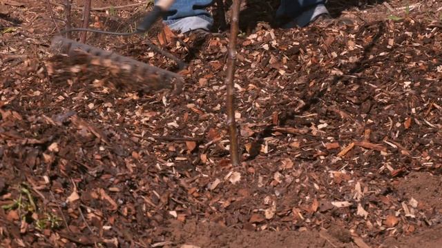 Orchard Floor Management - the Key to Producing High Quality Fruit смотреть онлайн