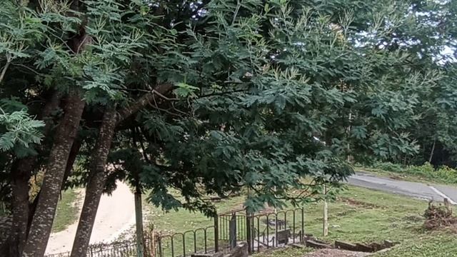 8.Снова на зиму в Абхазию. День восьмой 14.10.2024. Горячий источник, кромлех, мимозовая роща, рынок смотреть онлайн