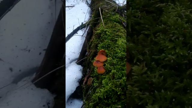 зимние грибы ) смотреть онлайн