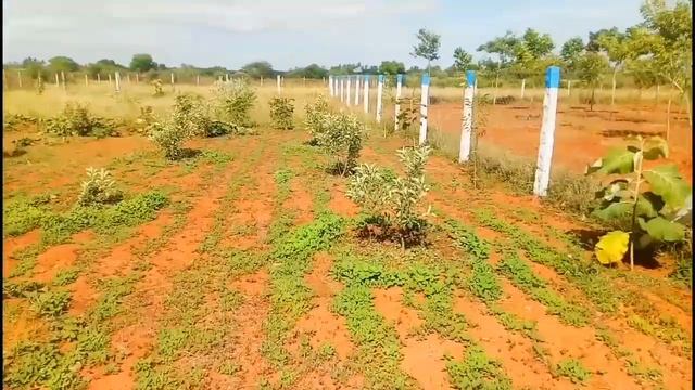 Apple tree farming ஆப்பிள் மரம் வளர்பது எப்படி смотреть онлайн