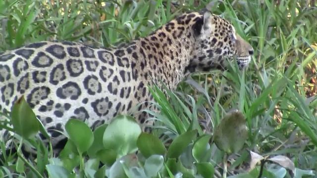 JAGUAR WET AND WILD! ONÇA! NASSER UND WILDER JAGUAR! Влажный и дикий ягуар! ウェットとワイルドのジャガー! 湿和美洲虎 смотреть онлайн