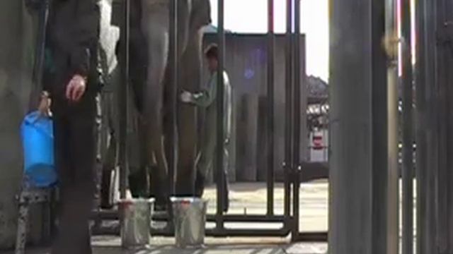 Asian elephant does arithmetic смотреть онлайн