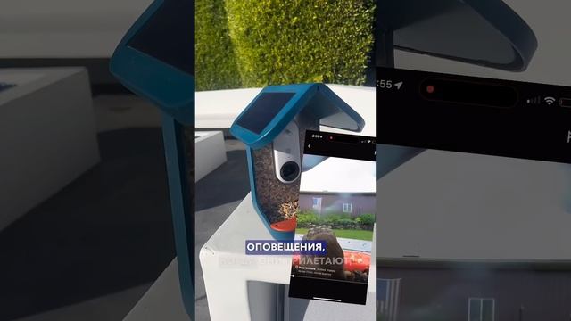Кормушка для птиц за 30.000₽ ?! #sashabelair смотреть онлайн