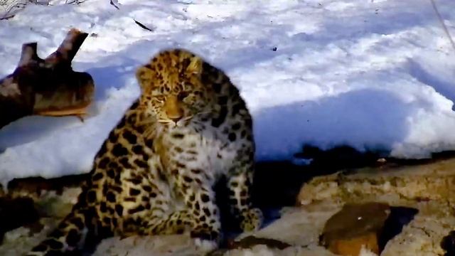 Котенок редчайшего леопарда на новой камере смотреть онлайн