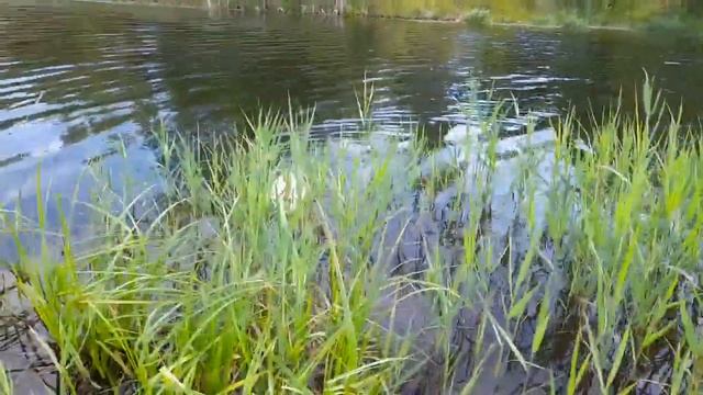 плавание Симы 4 6 2024 смотреть онлайн