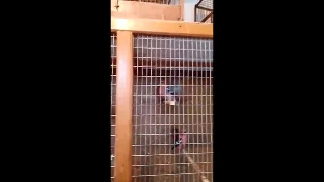 видео друзей смотреть онлайн