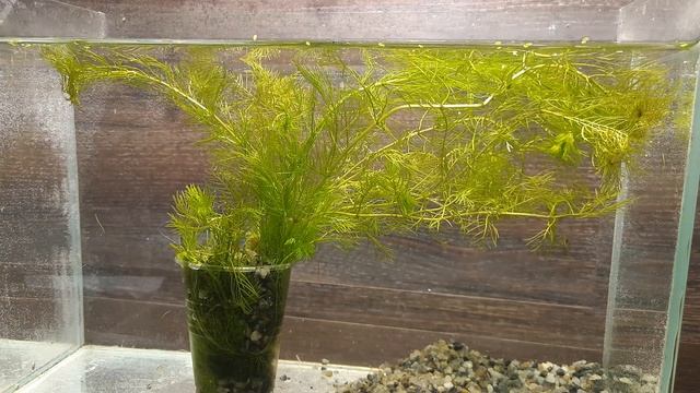 ПЕРИСТОЛИСТНИК МАТОГРОССКИЙ Myriophyllum Matogrossense