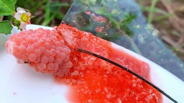 ASMR Crushed snail eggs | Apple snail Eggs ASMR 🐌33 смотреть онлайн