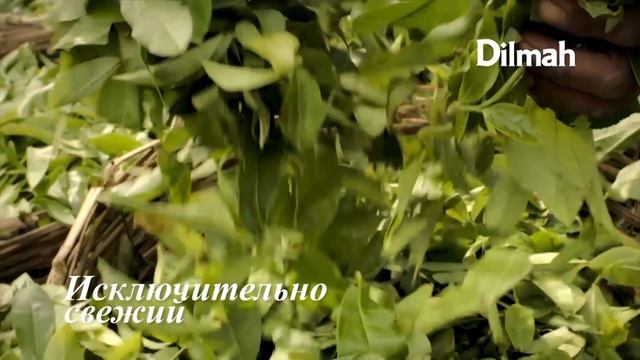 Спецпроект ЛБ. Образование и кадры смотреть онлайн
