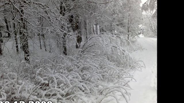 Peter Mergener : Wildlife