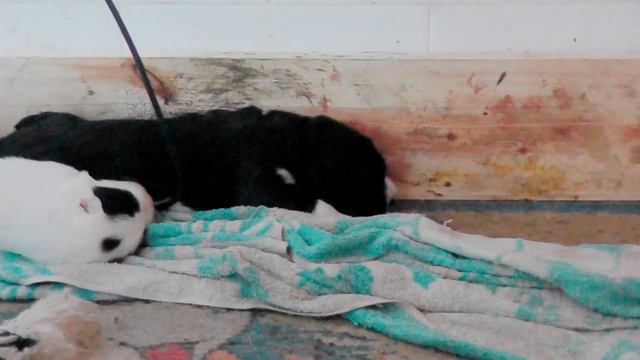 алабайчикам исполнилось 14 дней смотреть онлайн