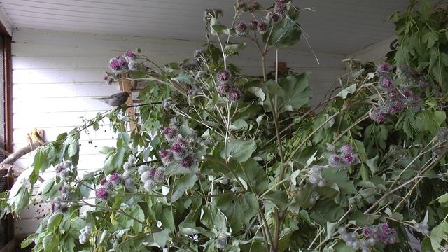 птицы в вольере смотреть онлайн