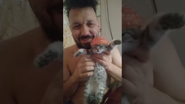 Уникальный кото-мухомор ))) Собираю и продаю мухоморы. https://t.me/Muhomar смотреть онлайн