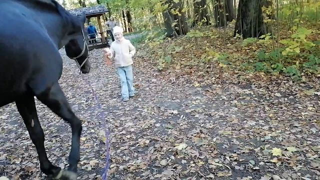 прогулка с конём по осеннему парку -2 общение смотреть онлайн