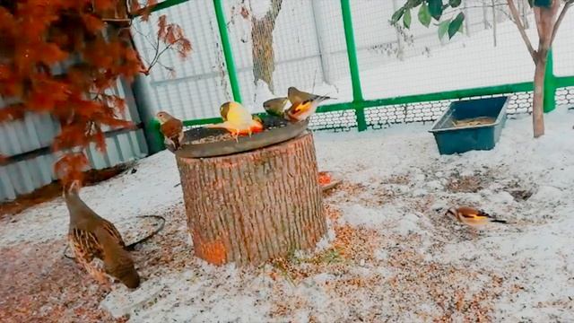 Видео друзей Птицы в вольере смотреть онлайн