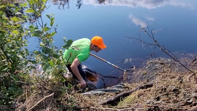 The Biggest Unclogging I Have Ever Done To Drain A Flooding Road. Floating Moose Piles