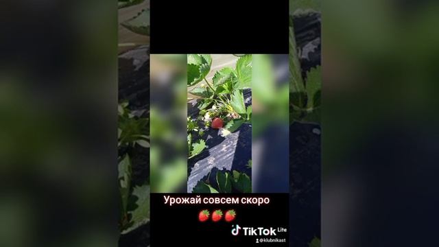 Совсем скоро урожай клубники #shorts смотреть онлайн