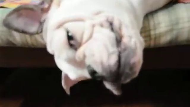 Bulldog Dodge E Milk - Strane Posizioni.avi