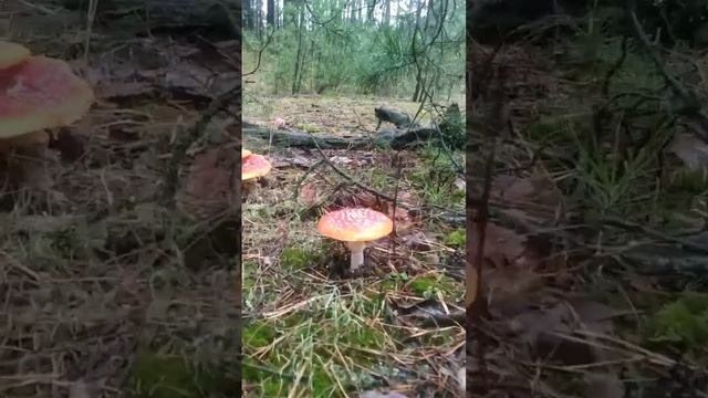 телеграмм https://t.me/Muhomar Ключ к познанию вселенной. мухомор. смотреть онлайн