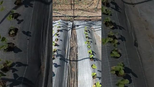 половину клубники посадили #клубника #огород #сад #farming #садоводство #лето #урожай #теплица смотреть онлайн