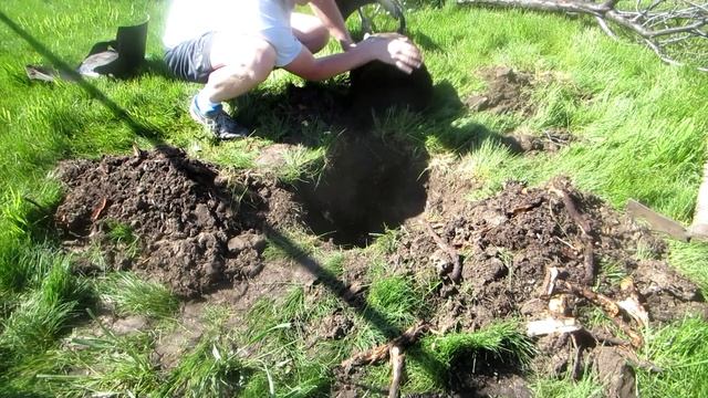 Planting a Fuji Apple Tree смотреть онлайн