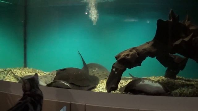 Аквариумные рыбки.Часть 256.Кормление скатов.