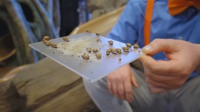 Blippi Meets a Falcon in Real Life! 1 Hour of Animal Stories for Kids смотреть онлайн