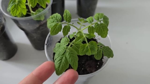 1 Ложка и стебель у рассады жирный и крепкий! Рассада коренастая! смотреть онлайн