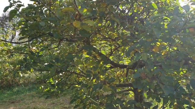 Apple picking in orchard смотреть онлайн