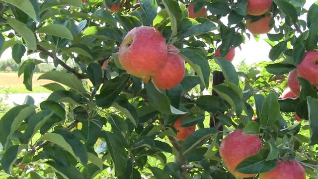 The Development of Our New, Exclusive Apples: Crunch-A-Bunch™ and Baker's Delight™ смотреть онлайн
