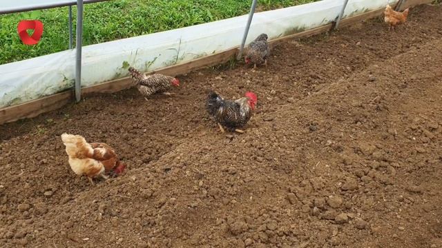 Štetnik ili ne? Saznajte sve o ovim ličinkama смотреть онлайн