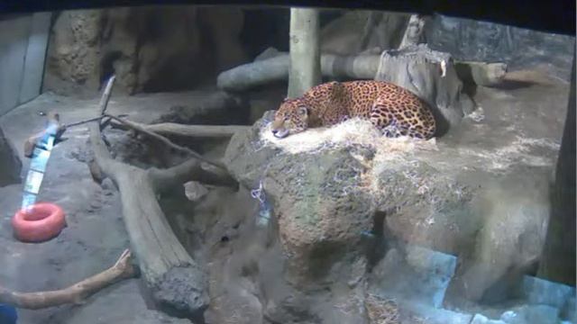 Ягуар на отдыхе смотреть онлайн