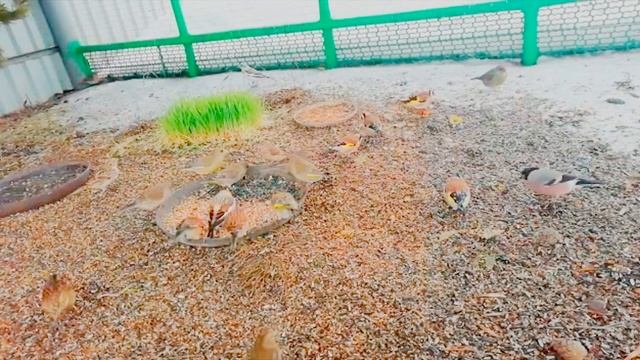 видео друзей смотреть онлайн