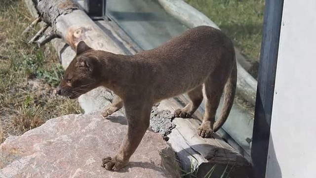 🐱 ¿Cuáles son las AMENAZAS del JAGUARUNDI y Cómo se PUEDE CONSERVAR? - Animales Salvajes смотреть онлайн