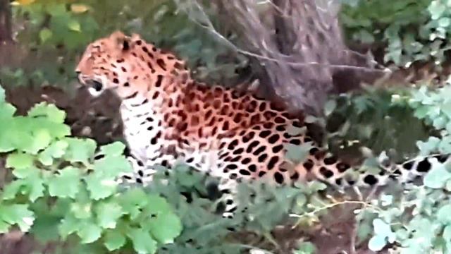 Леопард Казанова остался жить за Транссибирской магистралью смотреть онлайн