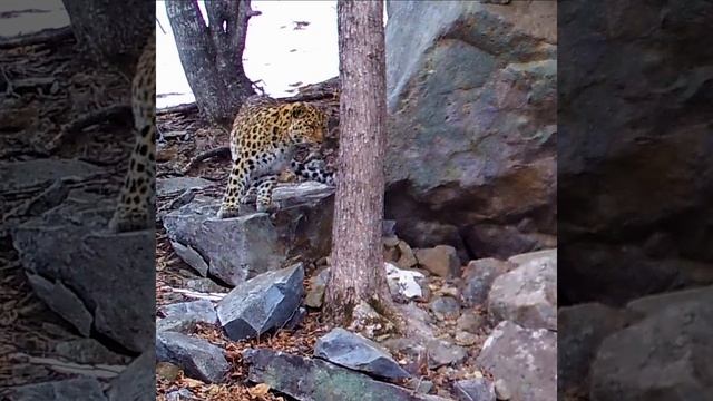 Свидание леопардов \\ Amur leopard date смотреть онлайн
