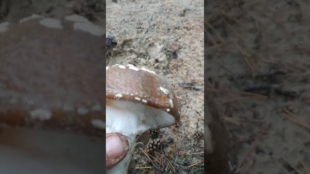 Большой пантерный мухомор. собираю, продаю. @muhomar смотреть онлайн