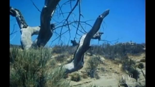 2 Rangesr Lassie (Season 15 Eps10 Track of the Jaguar Part 2) смотреть онлайн