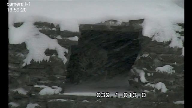 Леопард Leo80M спрятался в каменном гроте смотреть онлайн