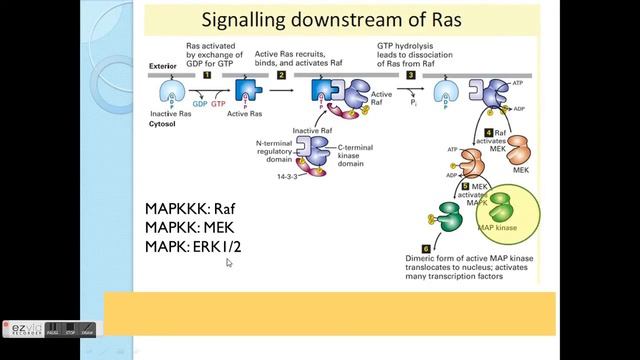 Pharmacodynamics: Tyrosine kinase & cytokine receptors смотреть онлайн