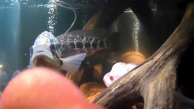 Jaguar Cichlid Fish Dominating the Predator Tank смотреть онлайн