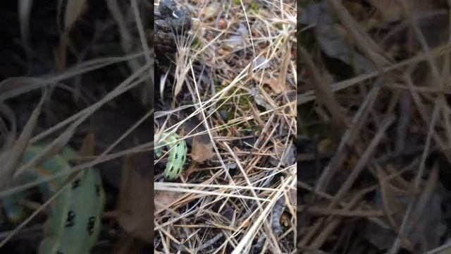 Чудо чудное, гусеница. Пошёл за мухоморами, наткнулся на это . смотреть онлайн