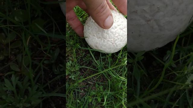 Нашел мячик для гольфа. Собираю и продаю мухоморы. Пишите в телеграмм https://t.me/Muhomar смотреть онлайн