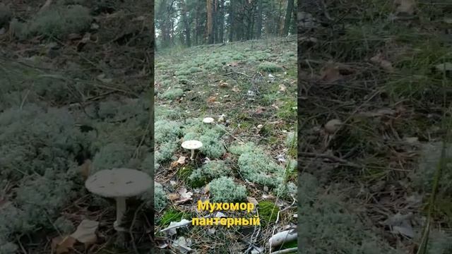 Мухомор партерный. собираю , продаю @muhomar смотреть онлайн