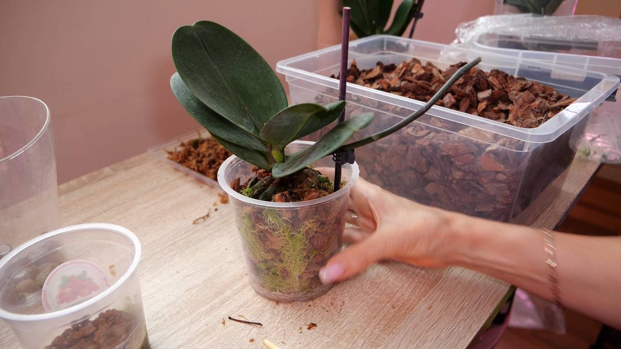 Пересадка орхидеи Cherry Bomb бабочка из мха КУДА? смотреть онлайн