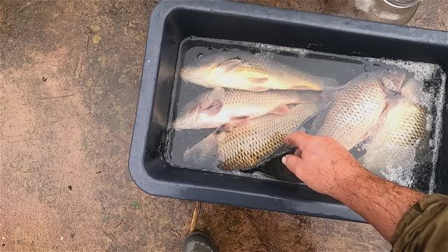 Выпускаю полуживого карпа в свой пруд. Выживаемость 100% смотреть онлайн