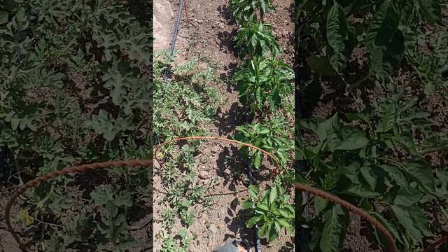 мой огород #огород смотреть онлайн